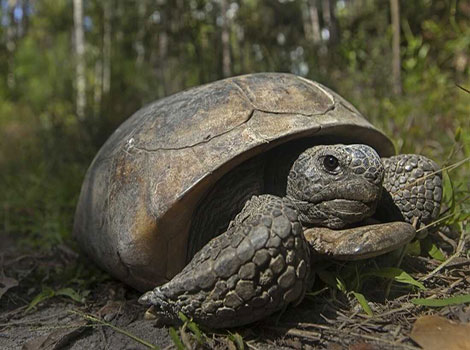Gopher tortoise burrowing behavior and sandy habitat