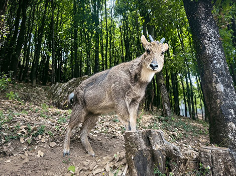 The goral (Naemorhedus goral), a goat-like mammal, nimbly navigating rocky terrains in Central and South Asia.