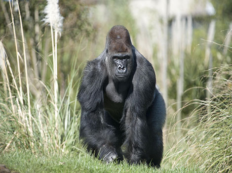Gorilla social group and endangered status