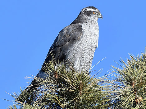 Goshawk raptor hunting and forest habitat