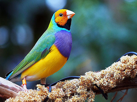 Gouldian Finch vibrant plumage and social flocking behavior
