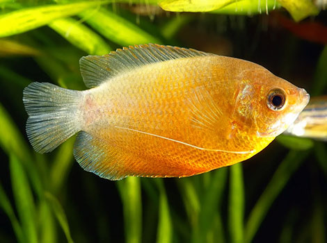 Gourami freshwater fish and iridescent scales