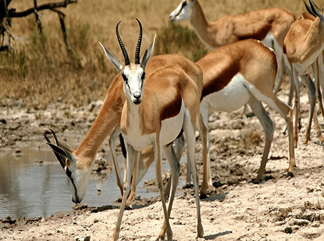 Grant's gazelle and savanna habitat