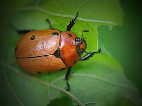 Grapevine beetle feeding and vineyard habitat