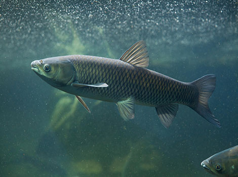 Grass carp herbivorous diet and ecosystem impact