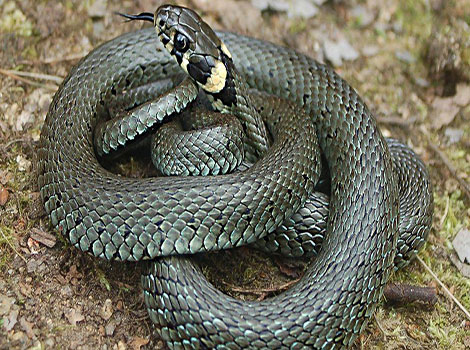Grass snake aquatic hunting and wetland habitat