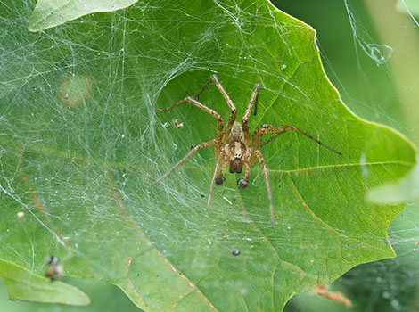 Grass spider in funnel web waiting for prey