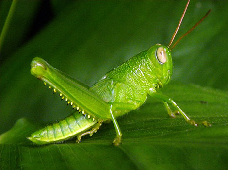 Grasshopper jumping ability and grassland habitat