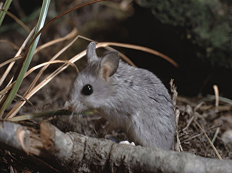 The grasshopper mouse (Onychomys spp.) is a carnivorous rodent known for its aggressive hunting behavior.