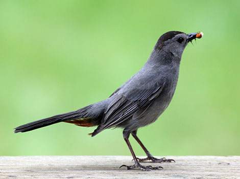 Gray catbird perched and displaying distinctive call