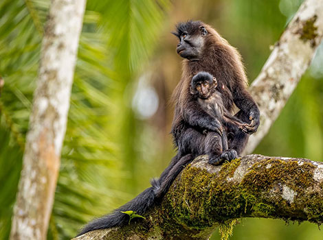 Gray-cheeked mangabey and forest canopy