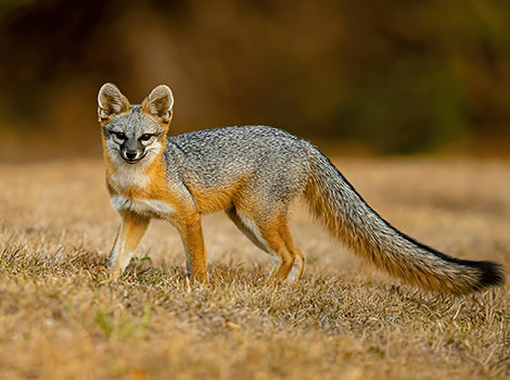 The gray fox (Urocyon cinereoargenteus), one of the few canines that can climb trees to escape predators and hunt.