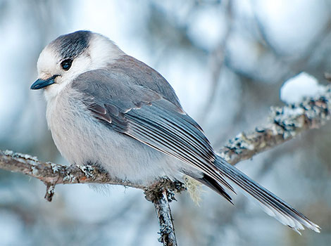 Gray jay perched in winter habitat
