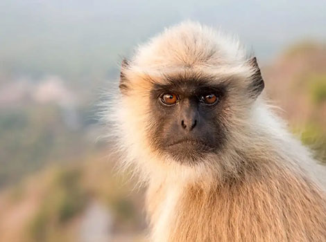 A gray langur (Semnopithecus spp.) resting in the treetops, displaying its long tail and social nature.
