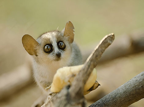 Gray mouse lemur and large eyes