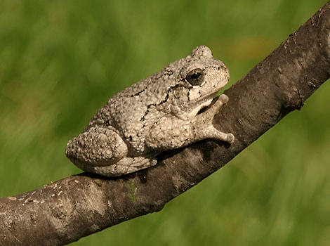 Gray tree frog and natural camouflage on tree bark