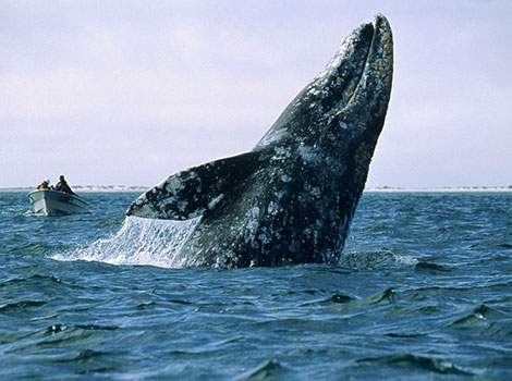 Gray whale migration and breaching in Pacific waters