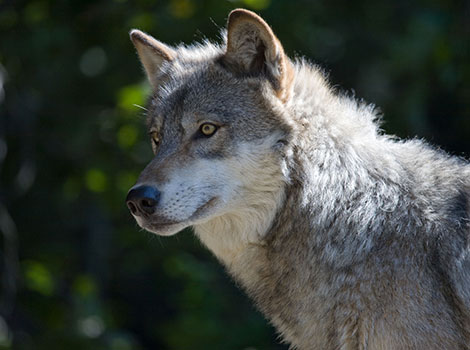 A gray wolf (Canis lupus) in the wild, showcasing its thick fur coat and keen hunting instincts.
