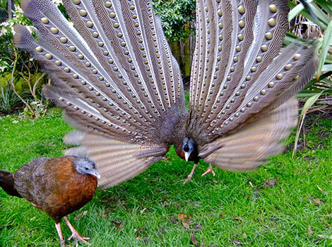 Great Argus Pheasant courtship display and plumage details