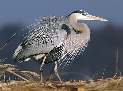 Great blue heron and wetland habitat