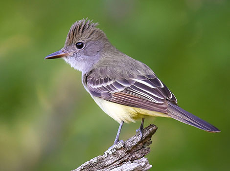 Great crested flycatcher bird and bushy crest
