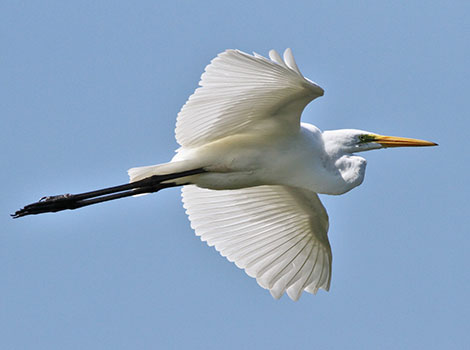 Great egret bird and wetland hunting