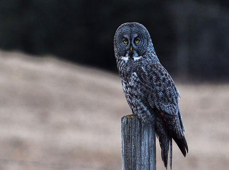 Great gray owl perched and listening for small mammals under snow