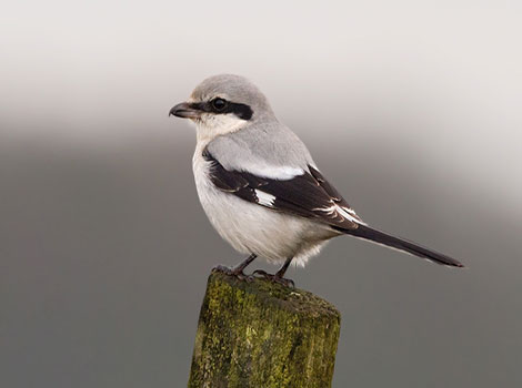 Great grey shrike and predatory behavior