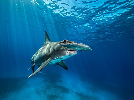 Great hammerhead shark hunting and cephalofoil adaptation