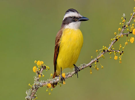Great kiskadee bird and omnivorous diet