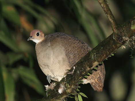Great Tinamou in forest floor habitat and nesting behavior