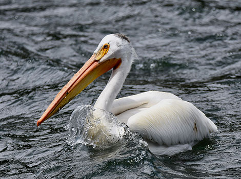 Great white pelican and coastal wetland