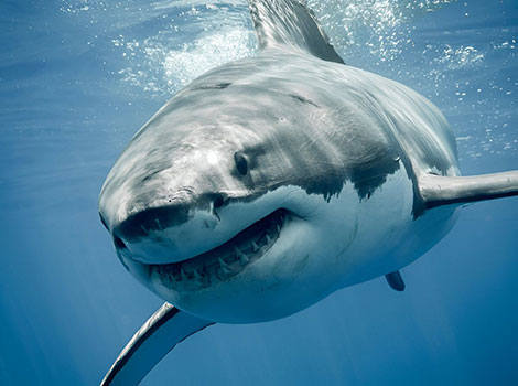 Great white shark predator and ocean habitat