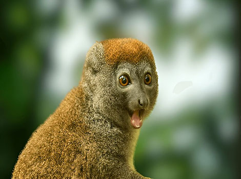 Greater bamboo lemur and bamboo habitat in Madagascar