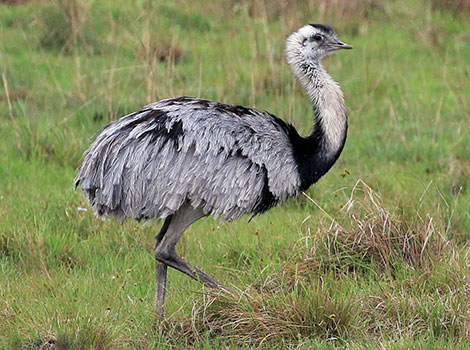 Greater Rhea in grasslands and its unique flightless nature