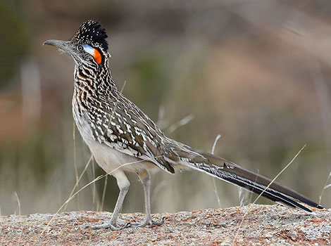 Greater roadrunner bird and high-speed running