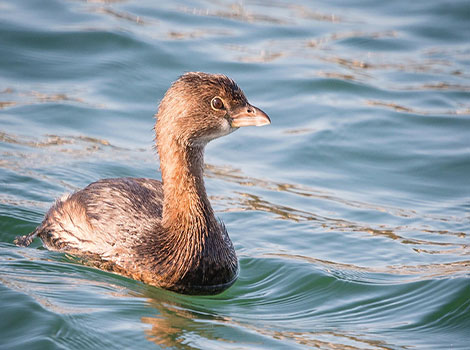 Grebes swimming and diving behavior in freshwater habitats