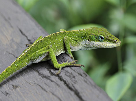 Green anole lizard vibrant coloration and branch habitat