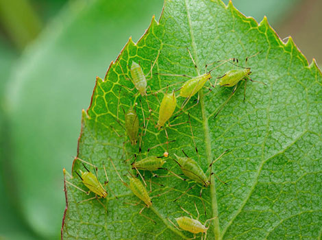 Green aphid colony and plant sap extraction