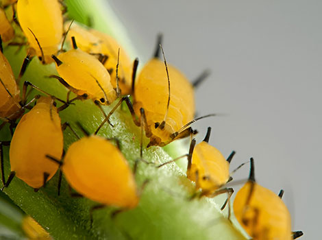 Green Aphid and sap-feeding behavior on milkweed and crops