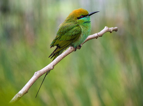 Green bee-eater hunting and displaying vibrant plumage
