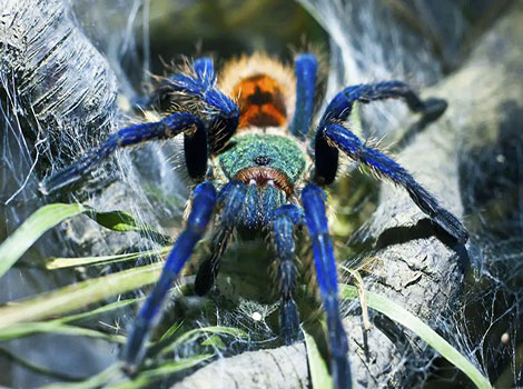 Green bottle blue tarantula with vibrant blue legs