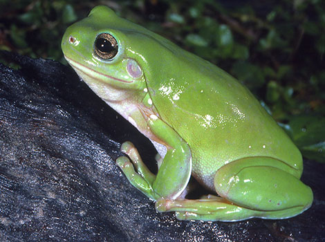 Green frog and aquatic environment in wetland