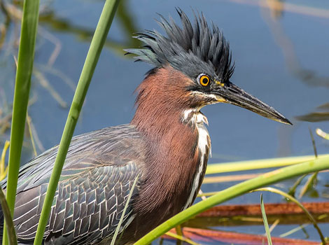 Green heron and hunting behavior