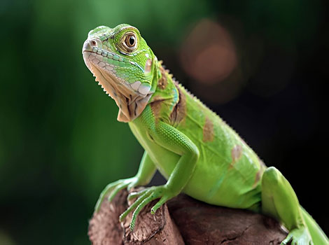 Green iguana arboreal adaptation and tropical environment