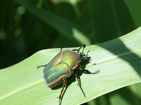 Green june beetle metallic green and gold exoskeleton