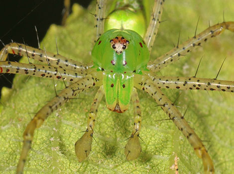 Green lynx spider perched on a plant with long legs