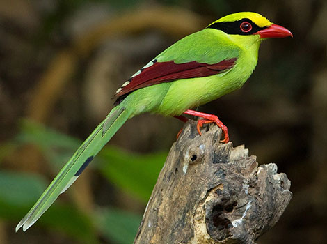 Green magpie and tropical canopy
