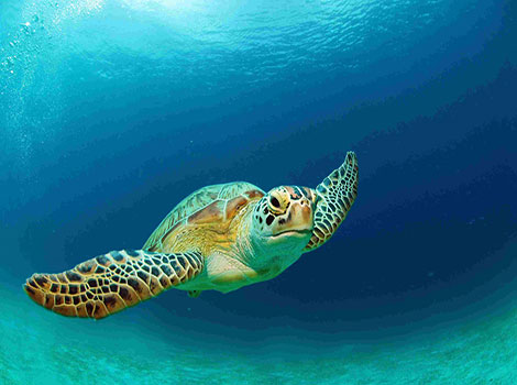 Green sea turtle swimming and marine ecosystem