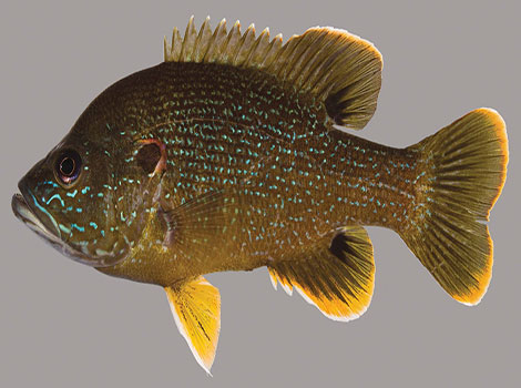 Green sunfish habitat and territorial behavior in ponds
